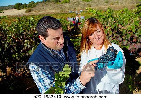 Stock Image - TECNALIA Researchers by sampling grapes in the vineyard of Bodegas Baigorri The monitoring of the grape from the vineyard is essential for obtaining a high quality grape, Vintage, Tempranillo grape, Samaniego, Araba, Rioja Alavesa, Basque Country, Spain. Fotosearch