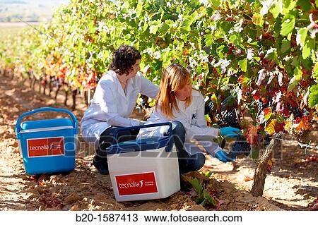 TECNALIA Researchers by sampling grapes in the vineyard of Bodegas Baigorri The monitoring of the grape from the vineyard is essential for obtaining a high quality grape, Vintage, Tempranillo grape, Samaniego, Araba, Rioja Alavesa, Basque Country, Spain View Large Photo Image Stock Image - TECNALIA Researchers by sampling grapes in the vineyard of Bodegas Baigorri The monitoring of the grape from the vineyard is essential for obtaining a high quality grape, Vintage, Tempranillo grape, Samaniego, Araba, Rioja Alavesa, Basque Country, Spain. Fotosearch