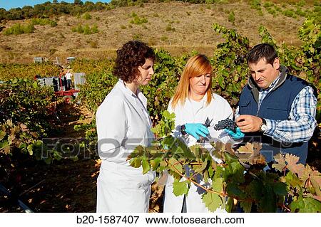 TECNALIA Researchers by sampling grapes in the vineyard of Bodegas Baigorri The monitoring of the grape from the vineyard is essential for obtaining a high quality grape, Vintage, Tempranillo grape, Samaniego, Araba, Rioja Alavesa, Basque Country, Spain View Large Photo Image Stock Photo - TECNALIA Researchers by sampling grapes in the vineyard of Bodegas Baigorri The monitoring of the grape from the vineyard is essential for obtaining a high quality grape, Vintage, Tempranillo grape, Samaniego, Araba, Rioja Alavesa, Basque Country, Spain. Fotosearch