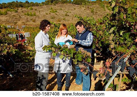 TECNALIA Researchers by sampling grapes in the vineyard of Bodegas Baigorri The monitoring of the grape from the vineyard is essential for obtaining a high quality grape, Vintage, Tempranillo grape, Samaniego, Araba, Rioja Alavesa, Basque Country, Spain View Large Photo Image Stock Photo - TECNALIA Researchers by sampling grapes in the vineyard of Bodegas Baigorri The monitoring of the grape from the vineyard is essential for obtaining a high quality grape, Vintage, Tempranillo grape, Samaniego, Araba, Rioja Alavesa, Basque Country, Spain. Fotosearch