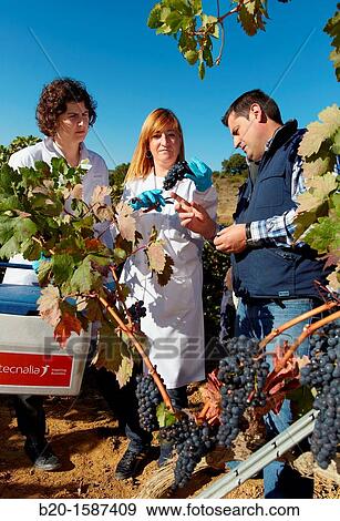 TECNALIA Researchers by sampling grapes in the vineyard of Bodegas Baigorri The monitoring of the grape from the vineyard is essential for obtaining a high quality grape, Vintage, Tempranillo grape, Samaniego, Araba, Rioja Alavesa, Basque Country, Spain View Large Photo Image Stock Photo - TECNALIA Researchers by sampling grapes in the vineyard of Bodegas Baigorri The monitoring of the grape from the vineyard is essential for obtaining a high quality grape, Vintage, Tempranillo grape, Samaniego, Araba, Rioja Alavesa, Basque Country, Spain. Fotosearch