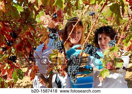 TECNALIA Researchers by sampling grapes in the vineyard of Bodegas Baigorri The monitoring of the grape from the vineyard is essential for obtaining a high quality grape, Vintage, Tempranillo grape, Samaniego, Araba, Rioja Alavesa, Basque Country, Spain View Large Photo Image Stock Photo - TECNALIA Researchers by sampling grapes in the vineyard of Bodegas Baigorri The monitoring of the grape from the vineyard is essential for obtaining a high quality grape, Vintage, Tempranillo grape, Samaniego, Araba, Rioja Alavesa, Basque Country, Spain. Fotosearch