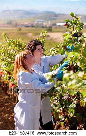Stock Photograph - TECNALIA Researchers by sampling grapes in the vineyard of Bodegas Baigorri The monitoring of the grape from the vineyard is essential for obtaining a high quality grape, Vintage, Tempranillo grape, Samaniego, Araba, Rioja Alavesa, Basque Country, Spain. Fotosearch