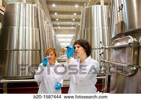 TECNALIA Researchers conducting a quality control of wine fermentation, Wine cellar, Fermentation tanks, Bodegas Baigorri, Samaniego, Araba, Rioja Alavesa, Basque Country, Spain View Large Photo Image Picture - TECNALIA Researchers conducting a quality control of wine fermentation, Wine cellar, Fermentation tanks, Bodegas Baigorri, Samaniego, Araba, Rioja Alavesa, Basque Country, Spain. Fotosearch