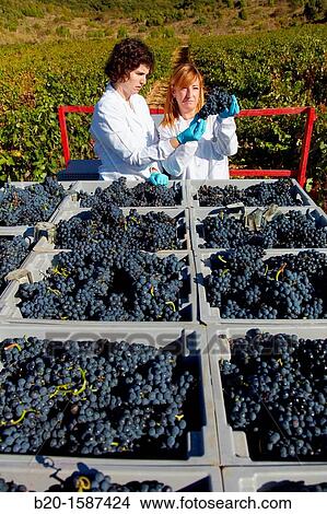 Picture - TECNALIA Researchers performing quality control of grapes at the time of the harvest in the vineyards of Bodegas Baigorri, Vintage, Tempranillo grape, Samaniego, Araba, Rioja Alavesa, Basque Country, Spain. Fotosearch