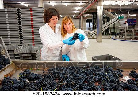 Picture - TECNALIA Researchers performing quality control in table grape selection Bodegas Baigorri, Vintage, Tempranillo grape, Samaniego, Araba, Rioja Alavesa, Basque Country, Spain. Fotosearch