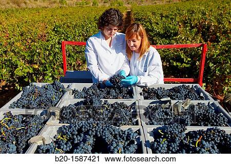 TECNALIA Researchers performing quality control of grapes at the time of the harvest in the vineyards of Bodegas Baigorri, Vintage, Tempranillo grape, Samaniego, Araba, Rioja Alavesa, Basque Country, Spain View Large Photo Image Stock Image - TECNALIA Researchers performing quality control of grapes at the time of the harvest in the vineyards of Bodegas Baigorri, Vintage, Tempranillo grape, Samaniego, Araba, Rioja Alavesa, Basque Country, Spain. Fotosearch