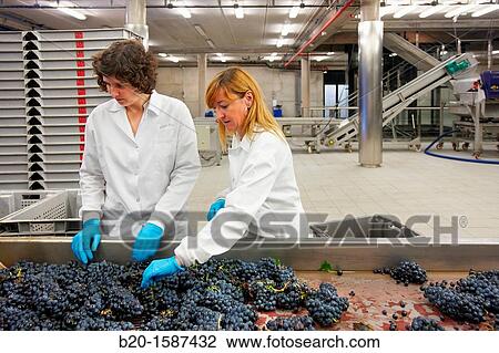 TECNALIA Researchers performing quality control in table grape selection Bodegas Baigorri, Vintage, Tempranillo grape, Samaniego, Araba, Rioja Alavesa, Basque Country, Spain View Large Photo Image Stock Image - TECNALIA Researchers performing quality control in table grape selection Bodegas Baigorri, Vintage, Tempranillo grape, Samaniego, Araba, Rioja Alavesa, Basque Country, Spain. Fotosearch