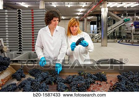 TECNALIA Researchers performing quality control in table grape selection Bodegas Baigorri, Vintage, Tempranillo grape, Samaniego, Araba, Rioja Alavesa, Basque Country, Spain View Large Photo Image Stock Image - TECNALIA Researchers performing quality control in table grape selection Bodegas Baigorri, Vintage, Tempranillo grape, Samaniego, Araba, Rioja Alavesa, Basque Country, Spain. Fotosearch