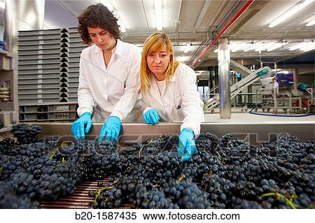 TECNALIA Researchers performing quality control in table grape selection Bodegas Baigorri, Vintage, Tempranillo grape, Samaniego, Araba, Rioja Alavesa, Basque Country, Spain View Large Photo Image Stock Photography - TECNALIA Researchers performing quality control in table grape selection Bodegas Baigorri, Vintage, Tempranillo grape, Samaniego, Araba, Rioja Alavesa, Basque Country, Spain. Fotosearch