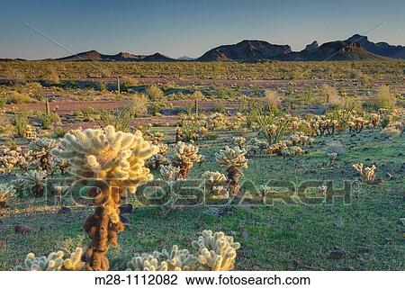 Teddy Bear Cholla Opuntia bigelovii in the Sonoran Desert of Kofa National Wildlife Refuge Arizona View Large Photo Image Stock Image - Teddy Bear Cholla Opuntia bigelovii in the Sonoran Desert of Kofa National Wildlife Refuge Arizona. Fotosearch