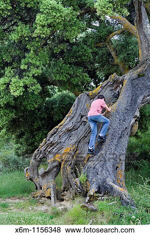Stock Photo - Teenager climbing a tree Yerri, Navarre, Spain, Europe. Fotosearch