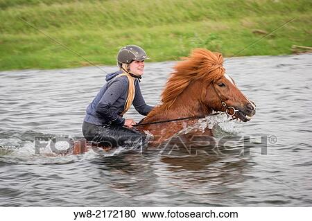 Teenager horseback riding in the sea. Icelandic horse and rider at Longufjorur beach, Snaefellsnes Peninsula, Iceland. View Large Photo Image Stock Image - Teenager horseback riding in the sea. Icelandic horse and rider at Longufjorur beach, Snaefellsnes Peninsula, Iceland.. Fotosearch