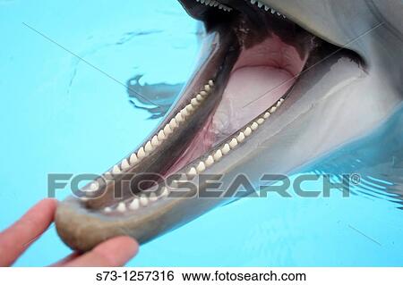 Teeth bottle nosed dolphin, Selwo Marine, BenalmBdena, MBlaga, Andaluc? a, Spain View Large Photo Image Stock Photograph - Teeth bottle nosed dolphin, Selwo Marine, BenalmBdena, MBlaga, Andaluc? a, Spain. Fotosearch