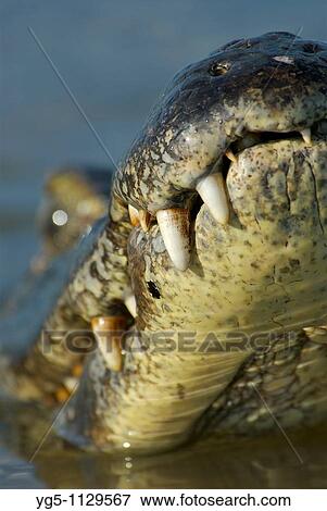 Teeth of Yacare Caiman, Caiman yacare, Pantanal, Mato Grosso, Brazil View Large Photo Image Stock Photo - Teeth of Yacare Caiman, Caiman yacare, Pantanal, Mato Grosso, Brazil. Fotosearch