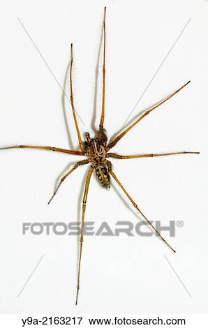 Tegenaria parietina big home or domestic spider, Aracnidae, Aldeanueva de la Sierra, Salamanca, Castilla y Leon, Spain. View Large Photo Image Stock Photo - Tegenaria parietina big home or domestic spider, Aracnidae, Aldeanueva de la Sierra, Salamanca, Castilla y Leon, Spain.. Fotosearch