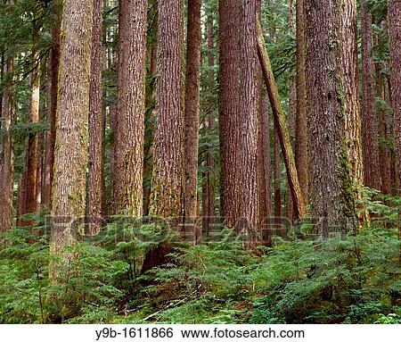 Temperate rain forest dominated by western hemlock, Sol Duc Valley, Olympic National Park, Washington, USA View Large Photo Image Stock Photograph - Temperate rain forest dominated by western hemlock, Sol Duc Valley, Olympic National Park, Washington, USA. Fotosearch