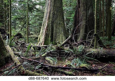 Temperate rain forest on Princess Royal Island. British Columbia. Canada. Cathedral Grove View Large Photo Image Stock Image - Temperate rain forest on Princess Royal Island. British Columbia. Canada. Cathedral Grove. Fotosearch