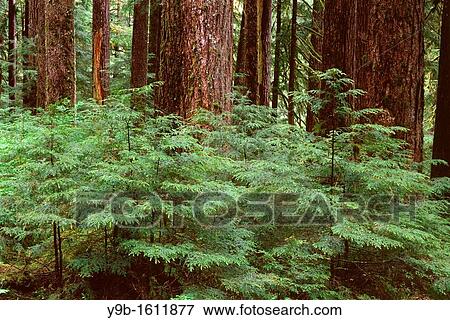 Temperate rain forest with young western hemlock saplings beneath large trunks of mature western hemlock, Sol Duc Valley, Olympic National Park, Washington, USA View Large Photo Image Stock Photo - Temperate rain forest with young western hemlock saplings beneath large trunks of mature western hemlock, Sol Duc Valley, Olympic National Park, Washington, USA. Fotosearch