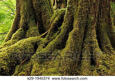 Temperate rainforest at Anna Inlet, Haida Gwaii (Queen Charlotte Islands) Gwaii Haanas NP, British Columbia, Canada. View Large Photo Image Picture - Temperate rainforest at Anna Inlet, Haida Gwaii (Queen Charlotte Islands) Gwaii Haanas NP, British Columbia, Canada.. Fotosearch
