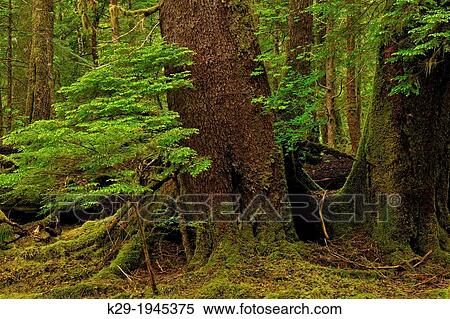 Stock Photography - Temperate rainforest at Anna Inlet- Sitka spruce sapling and mature tree, Haida Gwaii (Queen Charlotte Islands) Gwaii Haanas NP, British Columbia, Canada.. Fotosearch