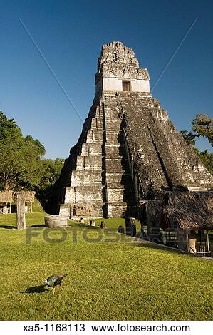Temple 1 also know as the Jaguar Temple, Tikal National Park, Peten, Guatemala View Large Photo Image Stock Image - Temple 1 also know as the Jaguar Temple, Tikal National Park, Peten, Guatemala. Fotosearch