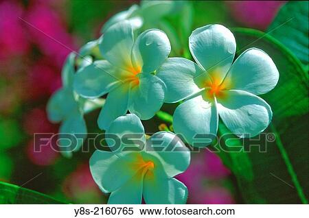 Stock Photography - Temple Flowers, Trinidad.. Fotosearch