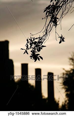 temple of venus columns in rome View Large Photo Image Stock Photograph - temple of venus columns in rome. Fotosearch