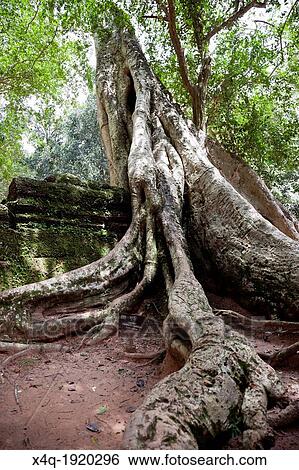 Temples of Angkor Ta Prohm View Large Photo Image Stock Photograph - Temples of Angkor Ta Prohm. Fotosearch
