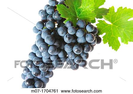 Tempranillo grape, Rioja wine region, Spain, Europe View Large Photo Image Stock Image - Tempranillo grape, Rioja wine region, Spain, Europe. Fotosearch