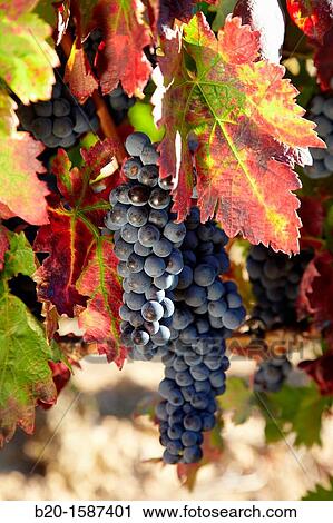 Tempranillo grape, Vineyards, Samaniego, Araba, Rioja Alavesa, Basque Country, Spain View Large Photo Image Stock Image - Tempranillo grape, Vineyards, Samaniego, Araba, Rioja Alavesa, Basque Country, Spain. Fotosearch