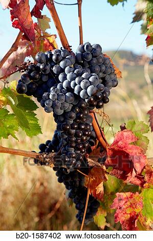 Stock Image - Tempranillo grape, Vineyards, Samaniego, Araba, Rioja Alavesa, Basque Country, Spain. Fotosearch