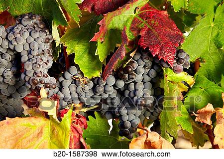 Tempranillo grape, Vineyards, Samaniego, Araba, Rioja Alavesa, Basque Country, Spain View Large Photo Image Stock Photo - Tempranillo grape, Vineyards, Samaniego, Araba, Rioja Alavesa, Basque Country, Spain. Fotosearch