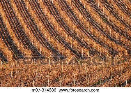 Tempranillo vineyard View Large Photo Image Stock Photograph - Tempranillo vineyard. Fotosearch