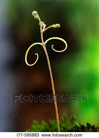 Tendril of a creeping plant like Insect Antenna. Bhimashankar, Maharashtra, India. View Large Photo Image Stock Image - Tendril of a creeping plant like Insect Antenna. Bhimashankar, Maharashtra, India.. Fotosearch