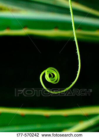 Stock Image - Tendril of a creeping plant. Pune, Maharashtra, India.. Fotosearch