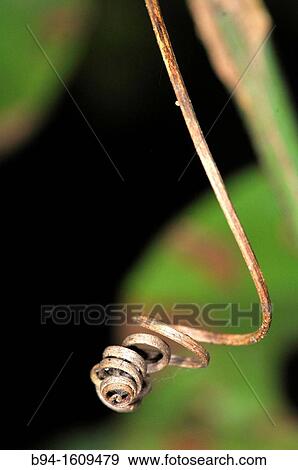 Tendril of a plant, Madidi National Park in the upper Amazon river basin in Bolivia. View Large Photo Image Stock Photo - Tendril of a plant, Madidi National Park in the upper Amazon river basin in Bolivia.. Fotosearch