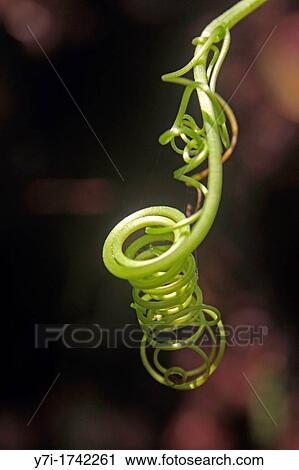 Tendril of a Pumpkin plant View Large Photo Image Stock Image - Tendril of a Pumpkin plant. Fotosearch
