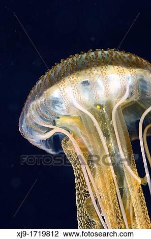Tenerife jelly fish View Large Photo Image Stock Image - Tenerife jelly fish. Fotosearch