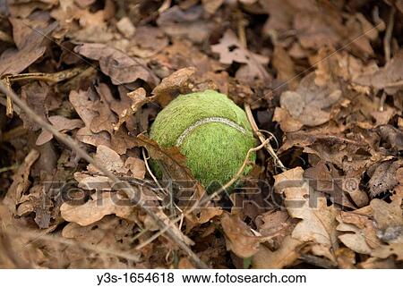 Tennis ball lost amoungst the autumn leaf fall View Large Photo Image Stock Photo - Tennis ball lost amoungst the autumn leaf fall. Fotosearch