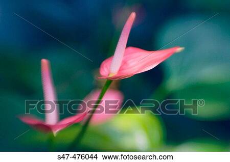 Teo anthuriums. Anthurium andreanum. Maryland, USA View Large Photo Image Picture - Teo anthuriums. Anthurium andreanum. Maryland, USA. Fotosearch