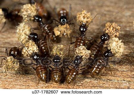 Stock Photo - Termites. Image taken at Kampung Satau, Singai, Sarawak, Malaysia.. Fotosearch