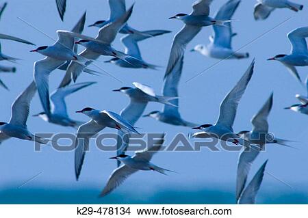 Terns in flight over Pt. Pelee tip. Pt. Pelee NP, ON, Canada View Large Photo Image Picture - Terns in flight over Pt. Pelee tip. Pt. Pelee NP, ON, Canada. Fotosearch