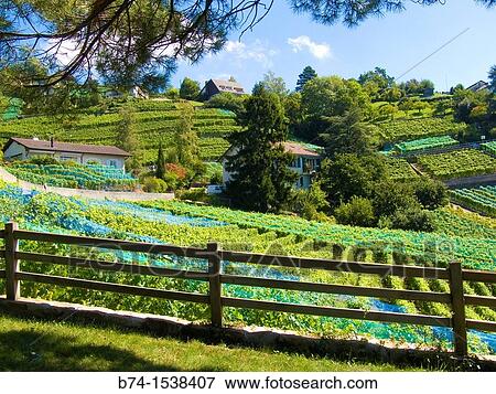 terrace of lavaux, valais, swiss View Large Photo Image Stock Photo - terrace of lavaux, valais, swiss. Fotosearch