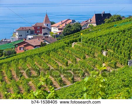 terrace of lavaux, valais, swiss View Large Photo Image Stock Photography - terrace of lavaux, valais, swiss. Fotosearch