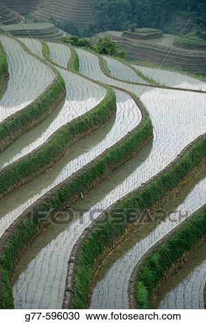 Terraced rice fields. Guilin. Longsheng. Guangxi Province. China. View Large Photo Image Stock Image - Terraced rice fields. Guilin. Longsheng. Guangxi Province. China.. Fotosearch