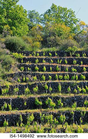 Terraced vineyard Taormina Sicily Mediterranean Sea Island View Large Photo Image Stock Image - Terraced vineyard Taormina Sicily Mediterranean Sea Island. Fotosearch