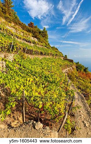 Terraced vineyards, Volastra, Cinque Terre National Park, Province of La Spezia, Liguria, Italy, Europe View Large Photo Image Stock Image - Terraced vineyards, Volastra, Cinque Terre National Park, Province of La Spezia, Liguria, Italy, Europe. Fotosearch