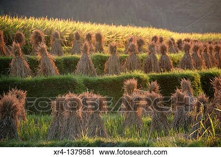 Stock Image - Terraces and rice paddies, Around Rongjiang, Rongjiang, Guizhou, China. Fotosearch