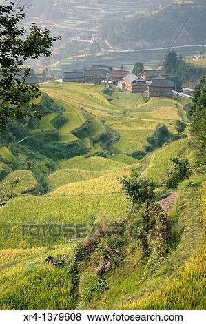 Terraces and rice paddies, Tang an Dong Village, Tang an, Guizhou, China View Large Photo Image Stock Photo - Terraces and rice paddies, Tang an Dong Village, Tang an, Guizhou, China. Fotosearch